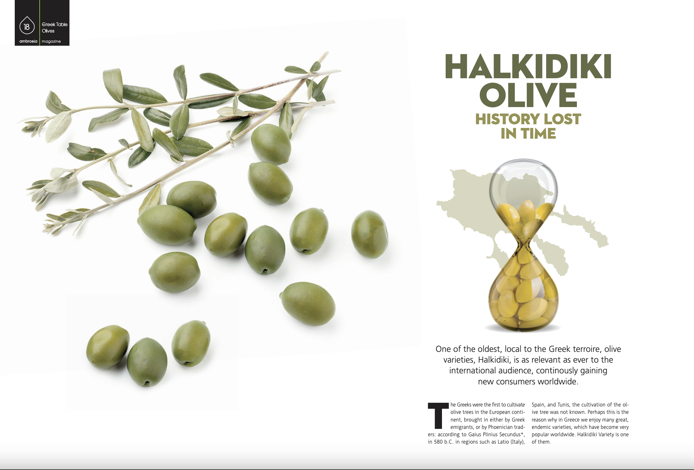 Halkidiki Olive